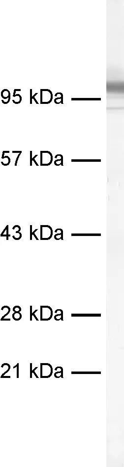 PSD95 Recombinant rabbit - image 1